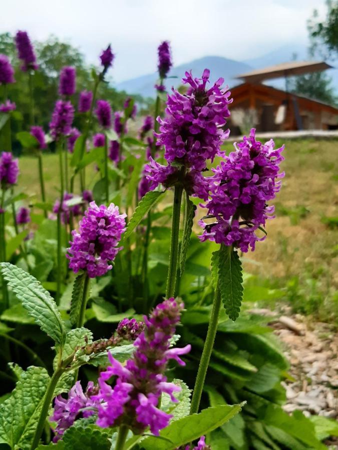 Appartement Semi Al Vento: La Bio-Casa Nel Giardino Incantato! à Paesana Extérieur photo